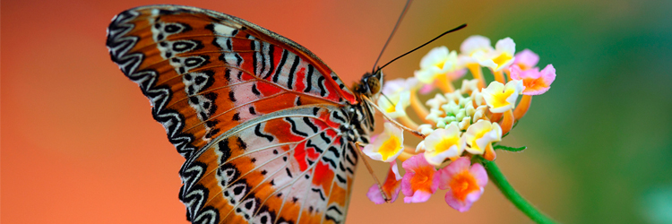 butterfly binoculars