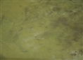 Falcon Eyes Fantasy Cloth C-017 3x6 m