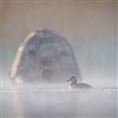 Buteo Photo Gear Drijftent Floating Hide Grebe II